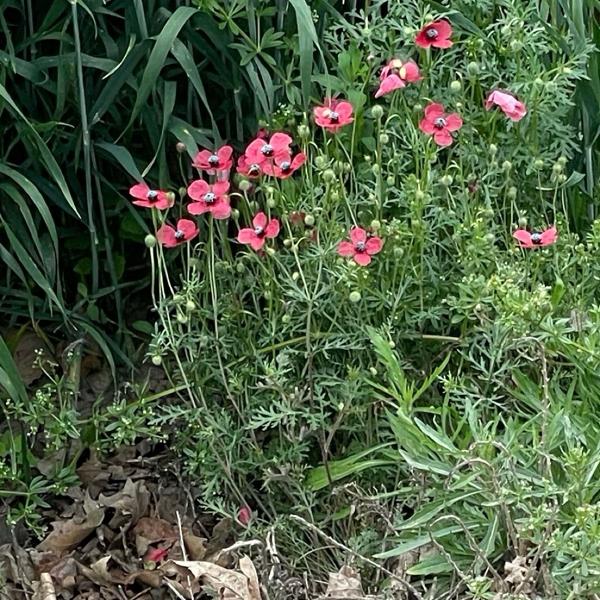 Rough poppy (Papaver hybridum)